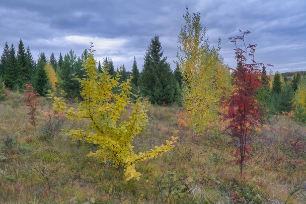 Autumn landscape young trees in autumn coloring on a cloudy day. - Valokuva, kuva