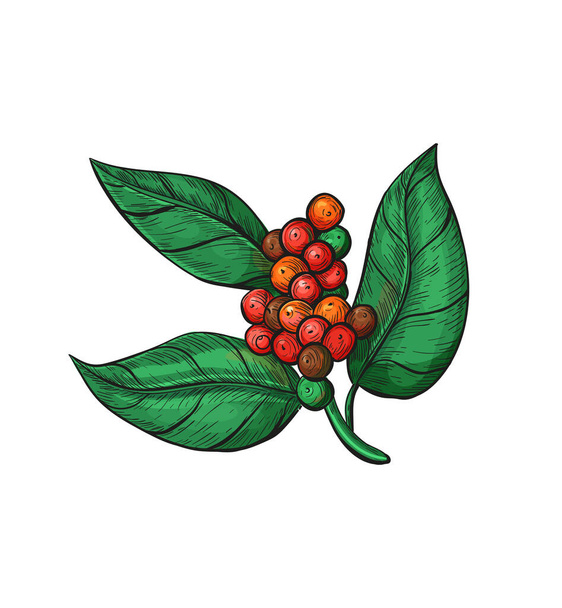 Coffea plant with leaves, flowers and ripe coffea arabica fruits. Coffee branches with fruits of coffee bean in sketch style - Vetor, Imagem