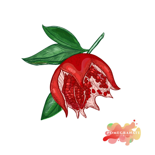Roter Granatapfel auf einem Zweig im Skizzenstil. Saftige reife Frucht offener Granatapfel mit Körnervektorzeichnung. - Vektor, Bild
