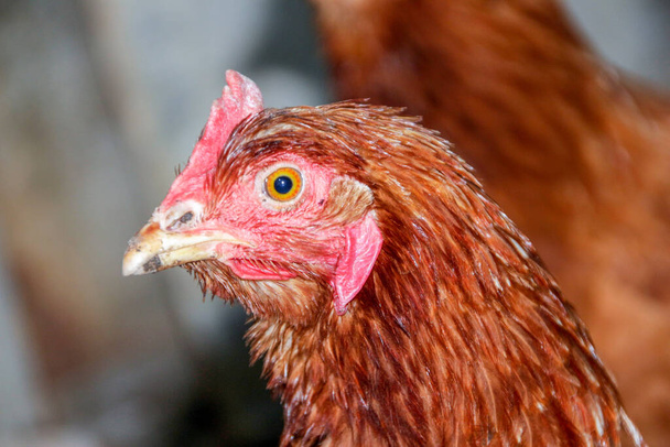 Yllättynyt punainen kana katsoo kameraan - Valokuva, kuva
