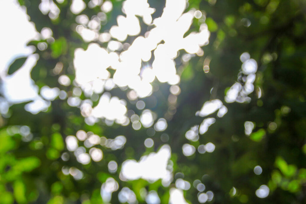 Defocus of the sun's rays on a background of green leaves - Фото, изображение