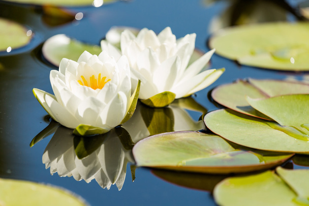 Blooming waterlilies - Valokuva, kuva