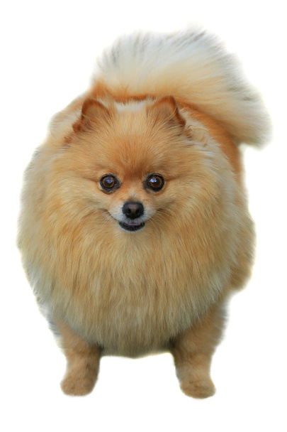 pomeranian dog - Фото, изображение