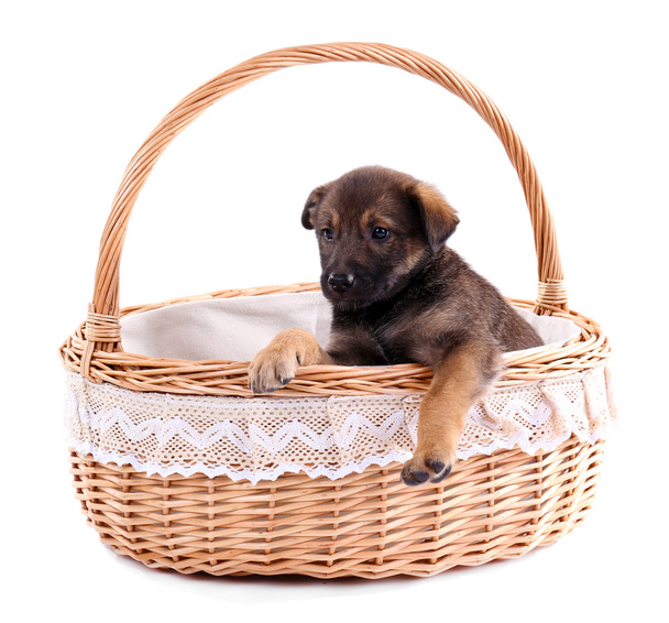 Funny puppy in round braided basket isolated on white - Zdjęcie, obraz
