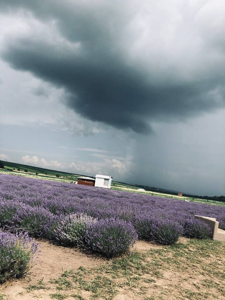 ラベンダー畑の夏の雨 - 写真・画像