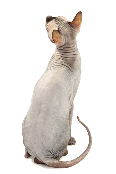 Beautiful gray sphinx cat - Valokuva, kuva