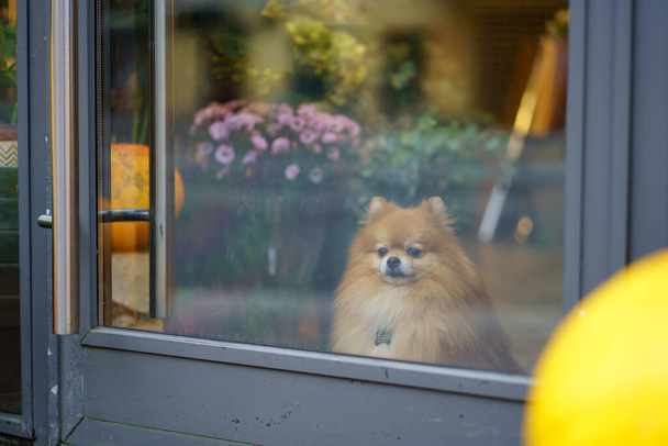 Pomorski pies Spitz siedzi w kwiaciarni z dyniami za szklanymi drzwiami. Jesienny sezon. - Zdjęcie, obraz