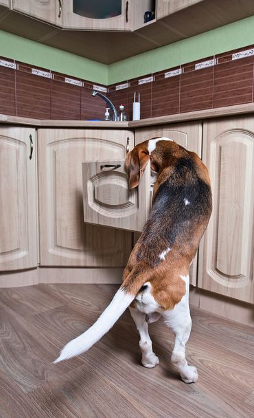 σκυλί στην κουζίνα - Φωτογραφία, εικόνα