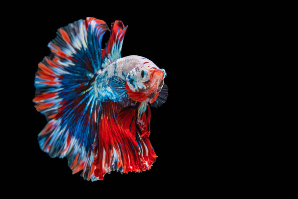 Rhythmic of betta fighting fish over isolated black background. The moving moment beautiful of white, blue and red siamese betta fish with copy space.  - Photo, Image