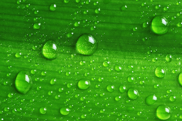 Green leaf with water drops - Foto, immagini