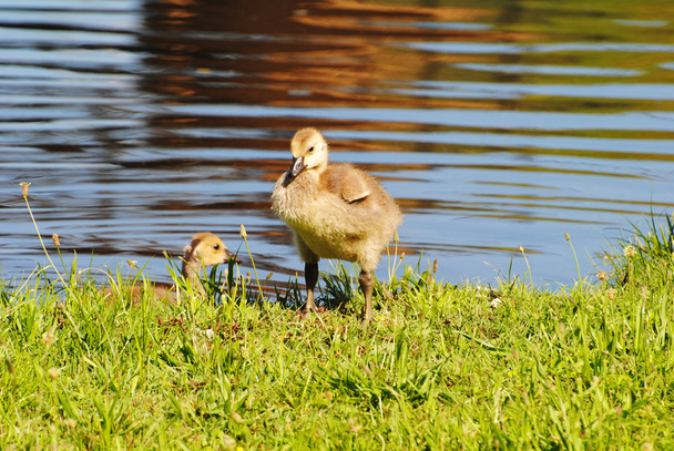 dokonalé kanadské gosling stojící u rybníka - Fotografie, Obrázek
