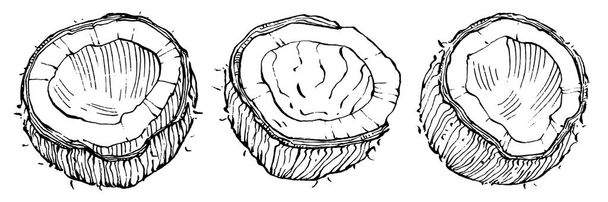 Vector kokosnoot met de hand getekend schets. Vector tropische voedsel illustratie. Vintage stijl. Het beste voor design logo, menu, label, icoon, stempel. - Vector, afbeelding