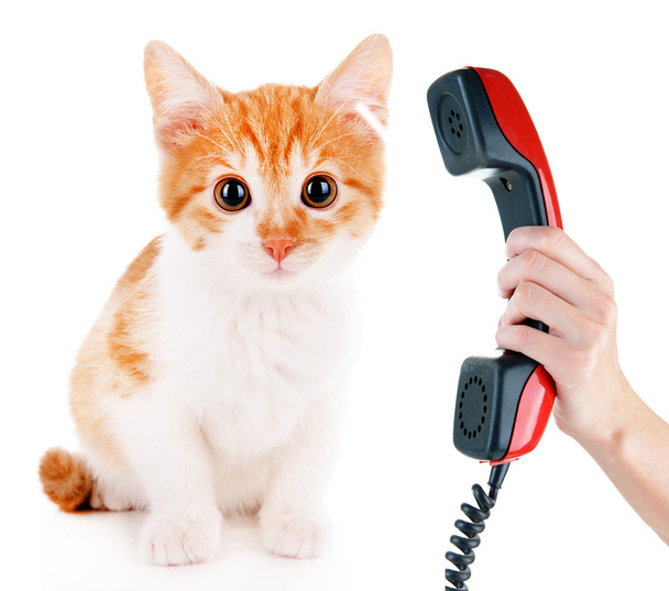 Little kitten with telephone receiver isolated on white - Foto, Imagem
