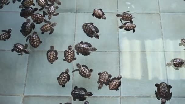 thailändische grüne Meeresschildkröten schwimmen - Filmmaterial, Video