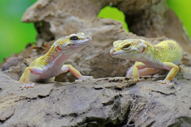Deux geckos léopards s'apprêtent à s'accoupler. Reptiles avec des couleurs attrayantes ont le nom scientifique Eublepharis macularius.  - Photo, image