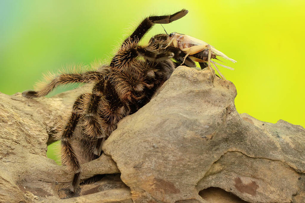 Een tarantula vertoont agressief gedrag. Alle soorten zijn giftig, maar niet dodelijk voor mensen..  - Foto, afbeelding