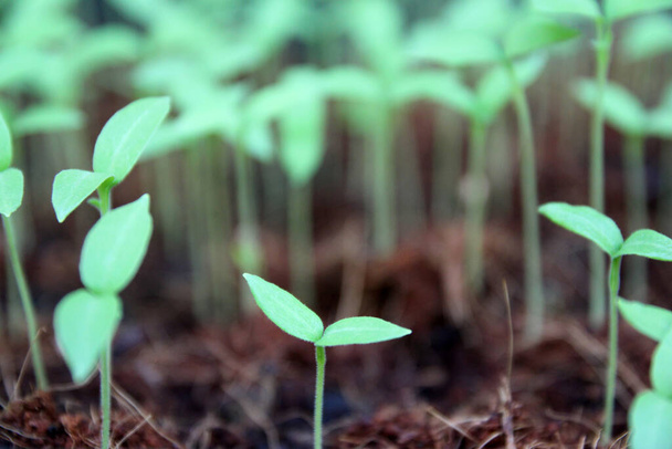 Primeros planos selectivos de plantón verde. huerto de ensalada verde que crece a partir de semillas - Foto, Imagen