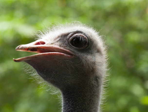 ostrich head closes up. ostrich head - 写真・画像