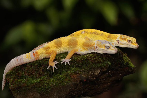 Ein Paar Leopardengeckos bereitet sich auf die Paarung vor. Reptilien mit attraktiven Farben tragen den wissenschaftlichen Namen Eublepharis macularius.  - Foto, Bild