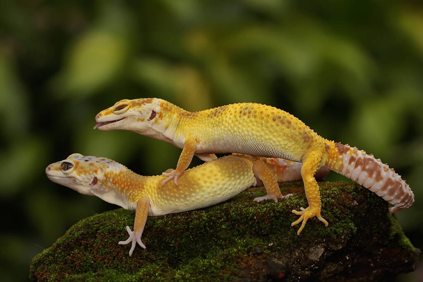 Para gekonów lamparta szykuje się do krycia. Gady o atrakcyjnych kolorach mają naukową nazwę Eublepharis macularius.  - Zdjęcie, obraz
