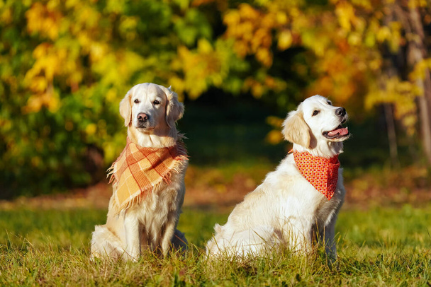 Dois golden retrievers em bandanas brilhantes estão sentados no parque do cão de outono - Foto, Imagem