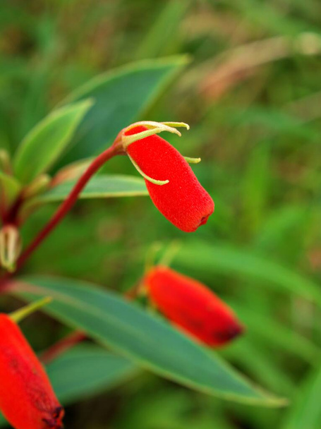 Fleur rouge orange Gloxinia sylvatica, Glasnevin jubilee plantes brillantes, Seemannia sylvatica, Fleurs tubulaires, gloxinia rustique coloré Cylindrique avec foyer sélectif doux, macro image - Photo, image