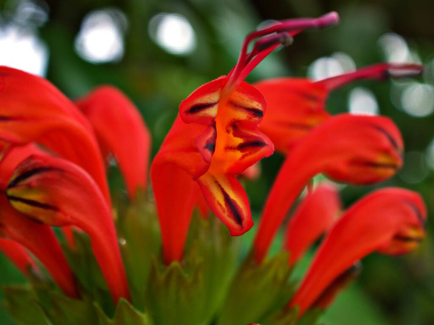 Vörös narancs virágok Aeschynanthus speciosus radicans rúzs Szőlő növény, fulgének, kosár szőlő lágy szelektív fókusz, trópusi növények, makró kép - Fotó, kép