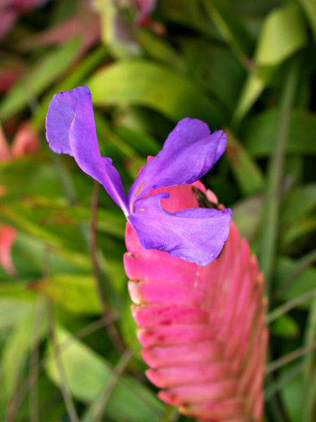Macro pink purple flower Tillandsia lindenii ,pink Quill plants ,torcia blue flowered torch ,Air plant ,with soft selective focus and blurred concept ,violet tillandsia cyanea linden ,tropical  - Photo, Image
