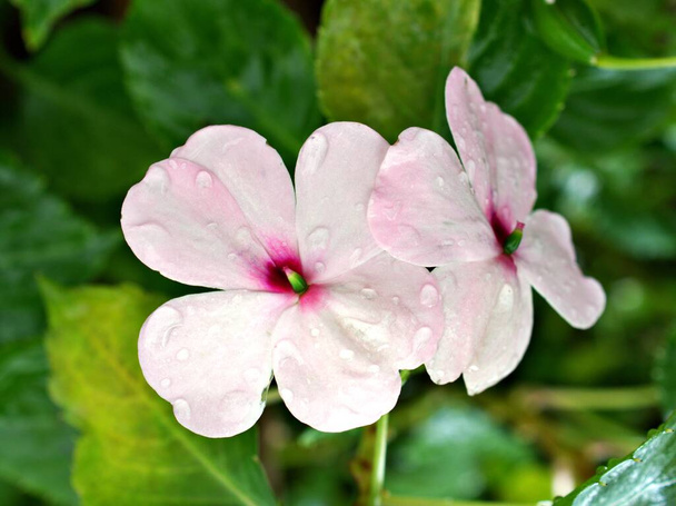 Macro roze -witte bloem Impatiens walleriana, drukke lizzie lizzy, balsem, sultana, eenvoudige ongeduldigen, nieuwe parelplanten met zachte selectieve focus en wazig concept - Foto, afbeelding