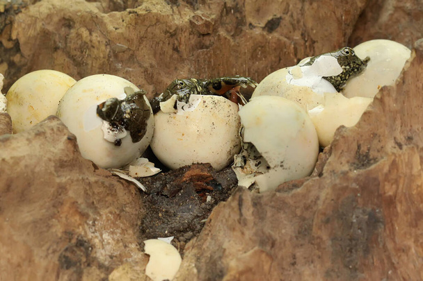 Um número de tartarugas bebés que acabaram de nascer de um ovo.  - Foto, Imagem
