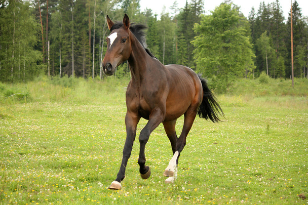 brązowy koń galopujący na polu - Zdjęcie, obraz