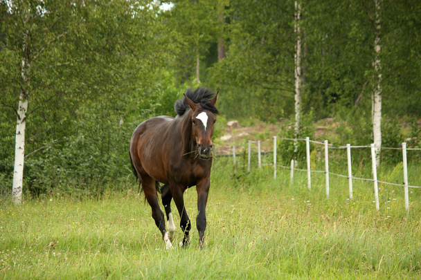 Бей-коні, що трясуться на полі
 - Фото, зображення