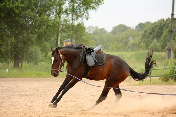 kahverengi oynak Letonca cins at ıkınma ve kurtulmaya çalışıyor  - Fotoğraf, Görsel