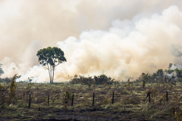 Amazonie brésilienne en feu
 - Photo, image