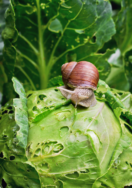 Snail is sitting on cabbage in the garden - 写真・画像