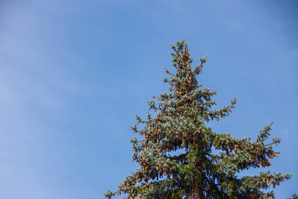 Tree tree and blue sky in the park - Fotoğraf, Görsel
