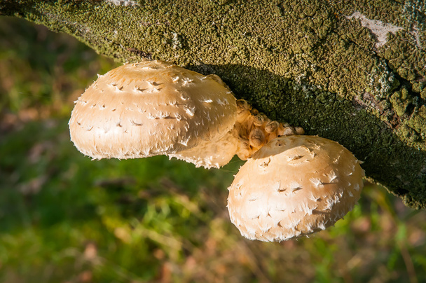 Mushroom on Tree Trunk - Photo, Image