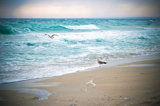 Seagulls and waves - Photo, Image