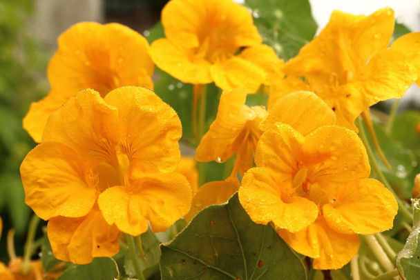 Tropaeolum majus. Flower of medicinal yellow herb with leaf - Photo, Image