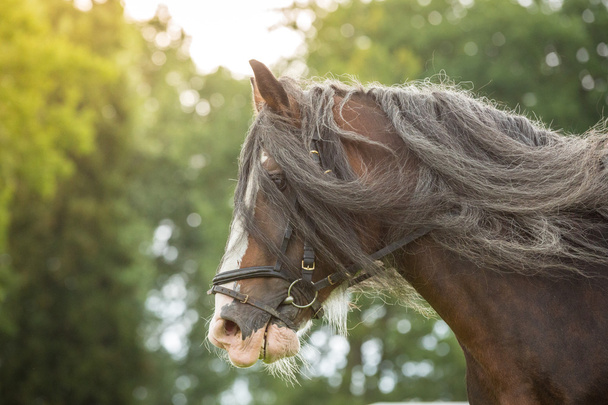 Konnun hevonen
 - Valokuva, kuva
