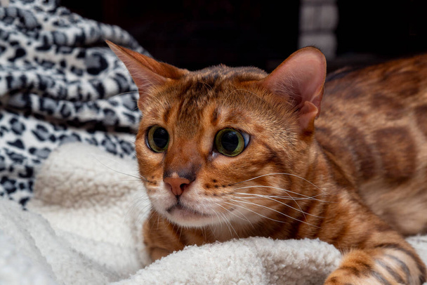 Le chat du Bengale chasse les yeux grands ouverts. Émotions félines de surprise et d'anxiété. - Photo, image