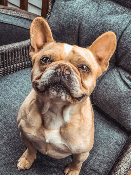 A vertical shot of an adorable brown French bulldog sitting on an armchair - Photo, Image
