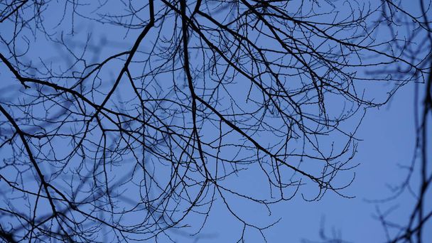 冬は真っ青な空を背景にしたハゲの木の枝景 - 写真・画像