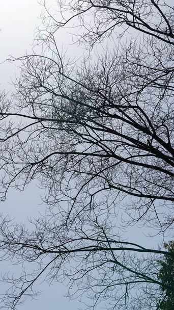 Łysy drzewo gałęzie widok z jasnym błękitnym niebem jako tło w zimie - Zdjęcie, obraz