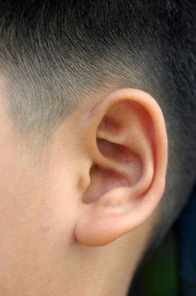 少年耳のクローズ アップ - 写真・画像