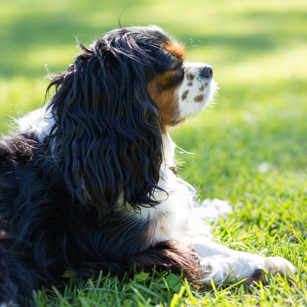 Ένας σκύλος του βασιλιά Καβαλιέ Τσαρλς Σπάνιελ στη φύση μια ηλιόλουστη μέρα. Επιλεκτική εστίαση - Φωτογραφία, εικόνα