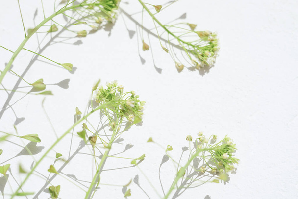 Egy pásztor erszényes növényének szárai egy fehér asztalon. Művészi gyógynövény kártya. - Fotó, kép
