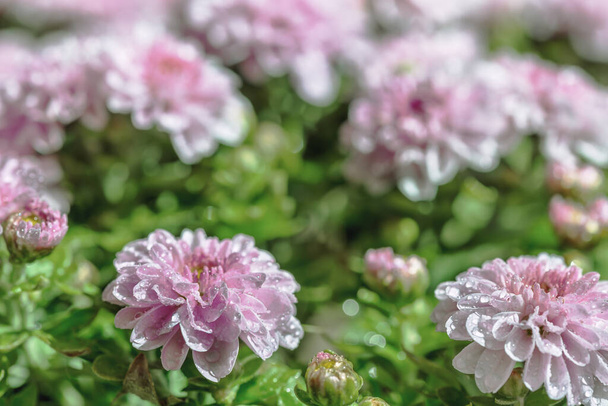 Гарна садова хризантема це культура, що цвіте восени для ландшафтного садівництва
. - Фото, зображення