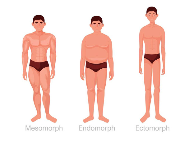 Ανθρώπινους τύπους σώματος. Μεσομορφικό αθλητικό σώμα και πλήρες ενδομορφικό με υποδόριο λίπος - Διάνυσμα, εικόνα