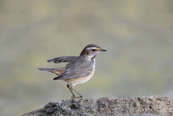 Close-up photo of a bluethroat sitting on a stone and holding a mosquito larva in its beak - Photo, Image